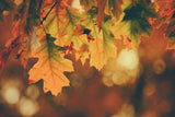 JudyP's Guide to Your Autumn Color Palette