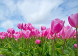 JudyP’s Spring Colors Are Finally Here!