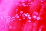 Checking in on Viva Magenta